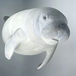 Model of West Indian manatee (Trichechus manatus), side view