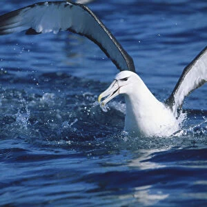 Mollymawk, a marine bird species, flapping its wings as it is submerged in water, South Island, New Zealand