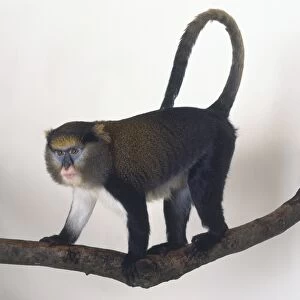Mona Monkey, Cercopithecus mona, standing on all fours on tree branch, long tail curling over back, distinctive blue markings around eyes, pink mouth, white hair on underbelly, side view