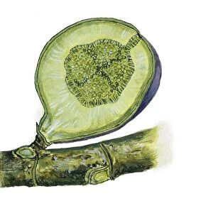 Moraceae Section of syconium of Common fig Ficus carica, illustration