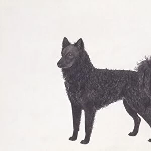 Mudi Dog, illustration