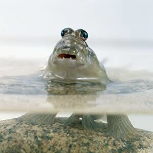 Mudskipper (Periophthalmus barbarus) on rock in fish tank with head above water
