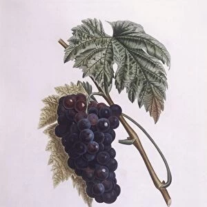 Muscat grape vine (Vitis vinifera), Henry Louis Duhamel du Monceau, botanical plate by Pierre Antoine Poiteau