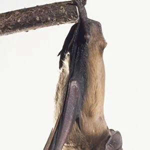 Noctule Bat (Nyctalus noctula) hanging from a branch upside down, side view