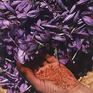North Africa, Morocco, Taliouine, hand covered in henna pattern, handling dried Saffron flowers, close up, view from above