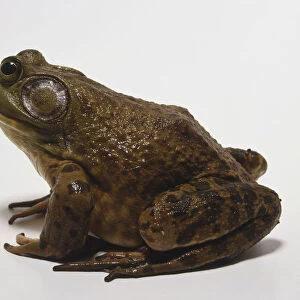North American Bullfrog (Rana catesbeiana), side view