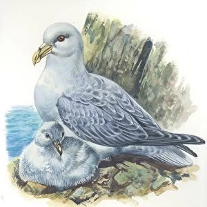 Northern Fulmar Fulmarus glacialis with chick, illustration