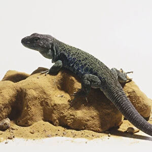 Ocellated Lizard (Timon lepidus) perched on sandy rock, side view