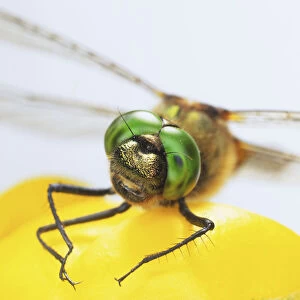 Odonata, face of Green-eyed Dragonfly, close up