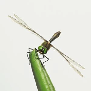 Odonata, Green-eyed Dragonfly perched on plant stem, front view