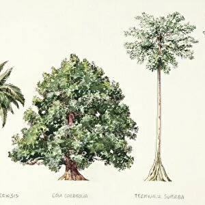 Oil palm, Cola cordifolia, Superb Terminalia or Korina, African or Lagos Mahogany, Sapele, Abachi, African corkwood tree, illustration