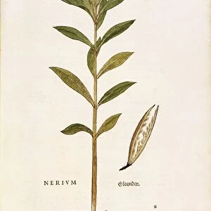 Oleander (Nerium oleander) by Leonhart Fuchs from De historia stirpium commentarii insignes (Notable Commentaries on the History of Plants), colored engraving, 1542