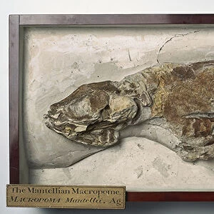 Osteichthyans - Macropoma: Complete fossilized specimen
