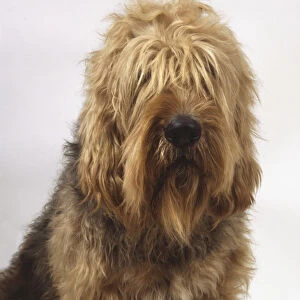 An otterhound with long wavy whitish-brown hair cascading over its eyes, head only