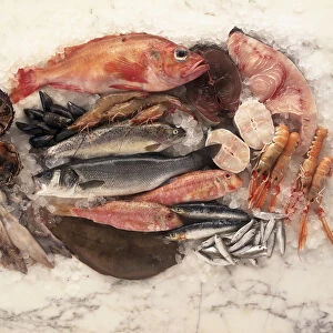 Overhead view of a platter of fresh fish and seafood including mussels, prawns, red sea bream, tuna, swordfish, conga eel, langoustines, whitebait, sardines, red mullet, dover sole, baby squid, sea bass, trout, and sea urchins