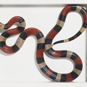 Overhead view of a Sonoran Mountain King Snake with markings of complete red and white rings and black bands along the flank. The head has a white snout which distinguishes the species from other mountain king snakes