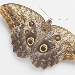 Owl Butterfly (Caligo idomeneus), wings showing eye-spots