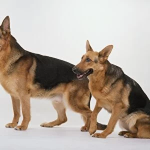 Pair of German Shepherd dogs, one standing, the other seated