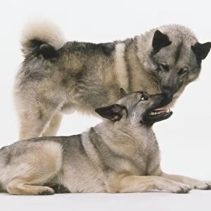 A pair of Norwegian Elkhounds (Canis familiaris) one standing up, and the other lying down, noses touching, side view