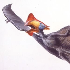 Palaeozoology, Cretaceous period, Pterosaurs, Tapejara, illustration by Robin Boutell