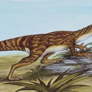 Palaeozoology, Triassic period, Dinosaurs, Staurikosaurus (Staurikosaurus pricei), illustration