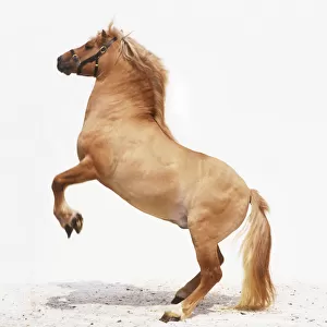 Palomino horse rearing up