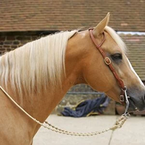 Palomino horse wearing Western bridle, head in profile