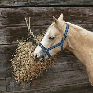 Palomino pony eating hay from a net