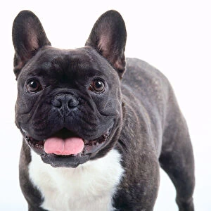 A panting black and white French bulldog with erect rounded bat ears
