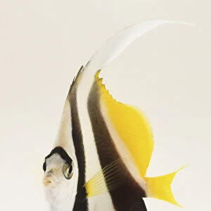 Pennant Coralfish or Coachman (Heniochus acuminatus), side view