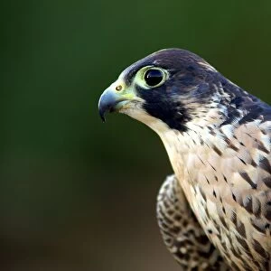 Peregrine Falcon. Falco Peregrinus