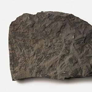 Phyllograptus (Graptolite) fossil, early to mid Ordovician era