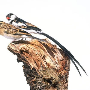 Pin-tailed whydah (Vidua macroura), male and female perching side by side on tree stump
