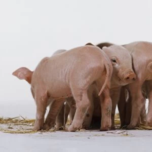 Four pink Piglets (sus sp. ) huddled together side by side, facing away from each other