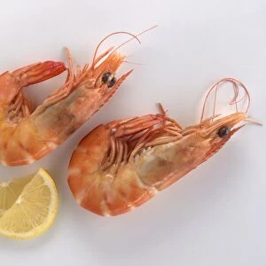 Two pink prawns and lemon slices, close-up