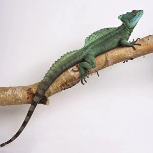 Plumed Basilisk (male) on a branch. This lizard is vivid green and is usually patterned with light blue or yellow spots. It has three large crests supported by bony spines on the head, back, and tail, and are especially developed in this male