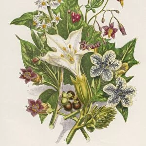 Poisonous plants. As well as the poisonous Black or Common Nightshade (Solanum nigrum) top left
