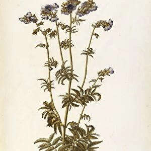 Polemoniaceae, Jacobs Ladder or Greek Valerian (Polemonium caeruleum), perennial herbaceous plant for flower beds and rocky gardens spontaneous in Italy, by Giovanni Antonio Bottione, watercolor, 1770-1781