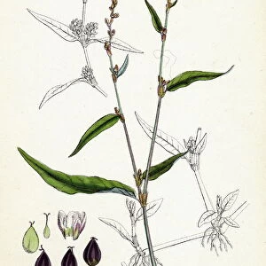 Polygonum mite, Lax-flowered Persicaria