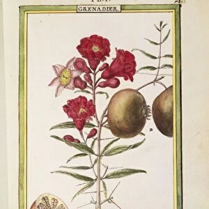 Pomegranate (Punica granatum), watercolour by Delahaye, 1789