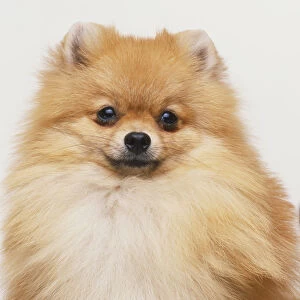 Pomeranian (Canis familiaris), portrait