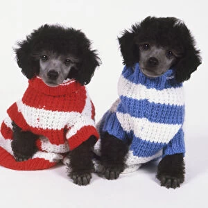 Two Poodle puppies (Canis familiaris) in striped, woollen jumpers, front view