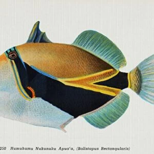 Postcard of Balistapus Rectangularis Fish. ca. 1914, 250. Humuhumu Nukunuku Apua a, (Balistapus Rectangularis). FISHES OF HAWAII. The Aquarium at Waikiki, Honolulu, claims the rarest and most beautiful fish in the world. They are odd in shape having all the hues of the rainbow with the tints laid on as if with the brush. No painter can imitate them nor language do them justice. Words are inadequate to accurately portray these exquisite colors and weird shapes