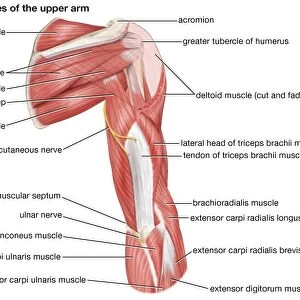 A posterior view of the muscles of the human upper arm