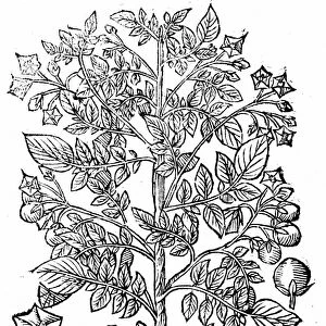 The Potato (Solanum tuberosum) Native to South America, introduced into Europe 16th century