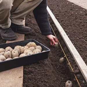 Potato tubers with chits being hand-pressed into soil along drill, side view