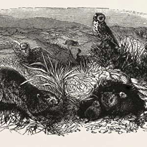 Prairie Dogs And Owls