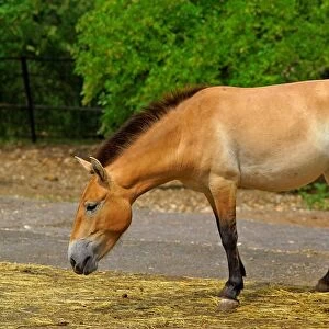 Przewalskis Horse. Takhi. Equus Przewalskii