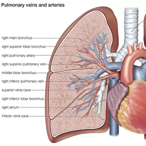 Pulmonary veins and arteries