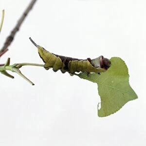 Puss Moth (Cerura vinula) caterpillar feeding on leaf